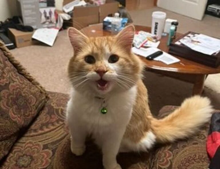 data softout4.v6 python