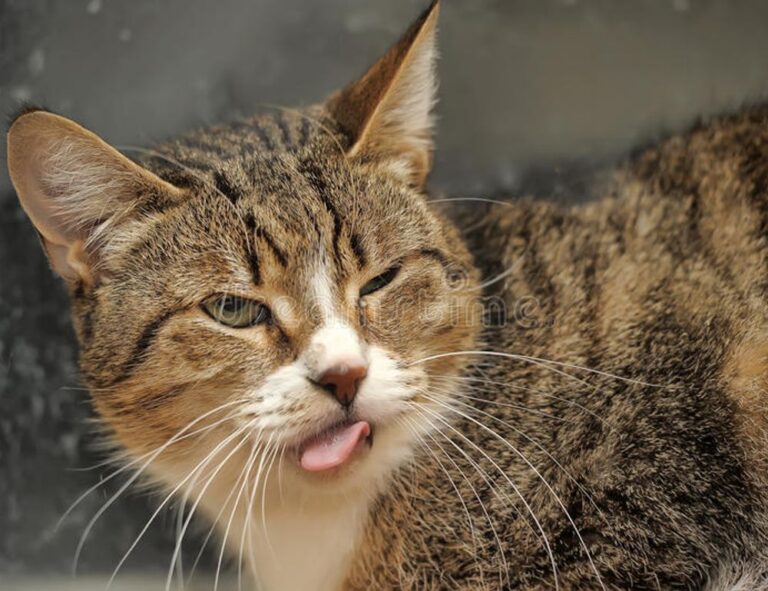 gdtj45 builder software