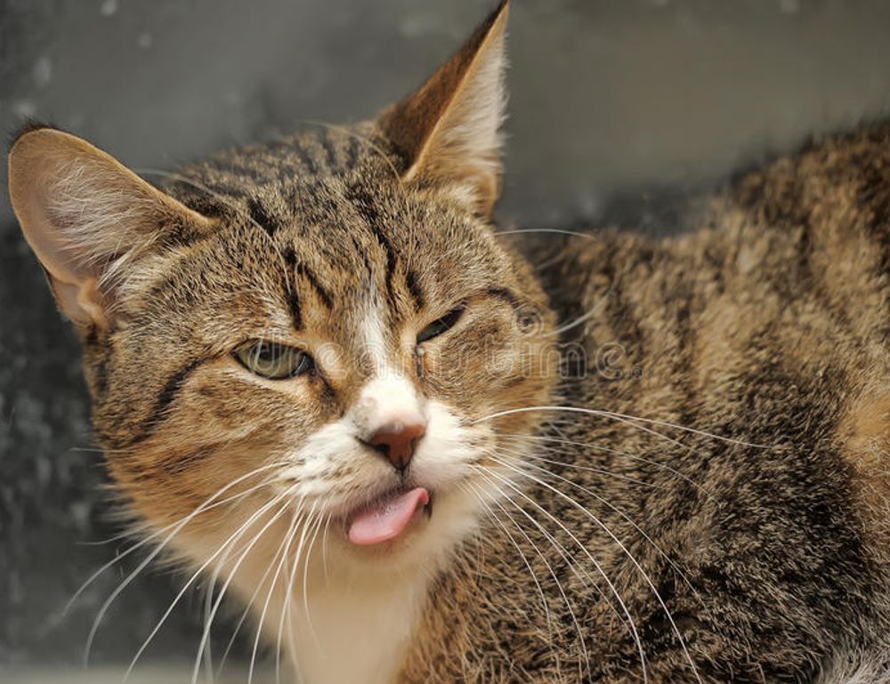 gdtj45 builder software