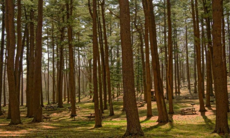 how to download shotscribus software for computer