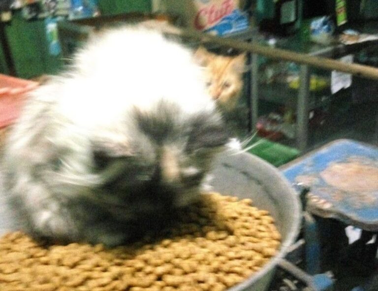 how to read a cooking recipe fhthrecipe