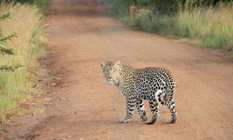 how to run genboostermark python in online