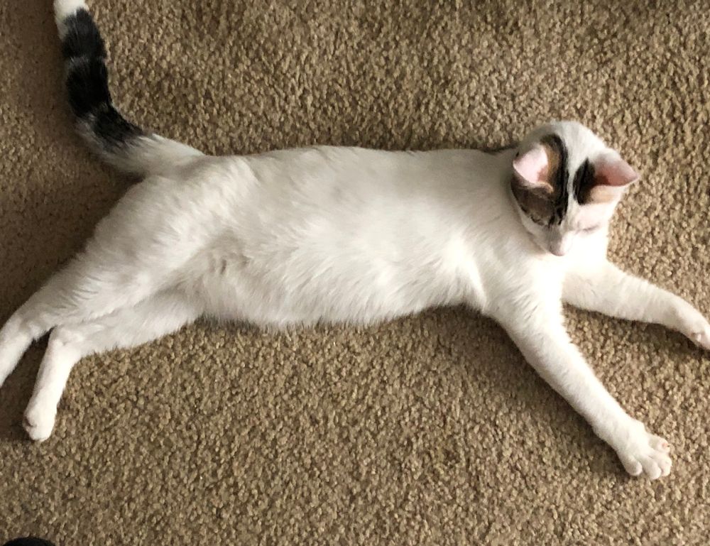 install bvostfus python