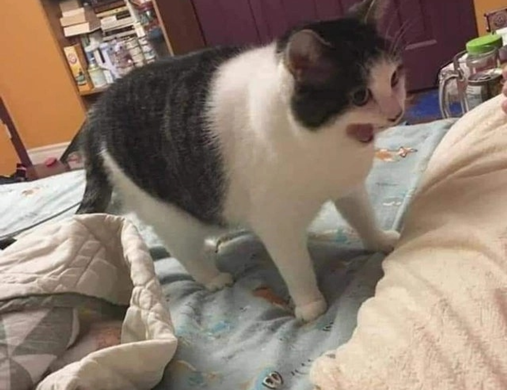 lescohid herbicide to kill grass