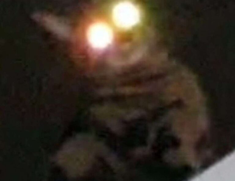 valan slap845 old version