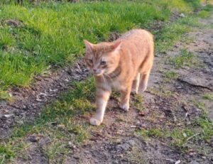 nummazaki pharmaceuticals moss serum dershortpon