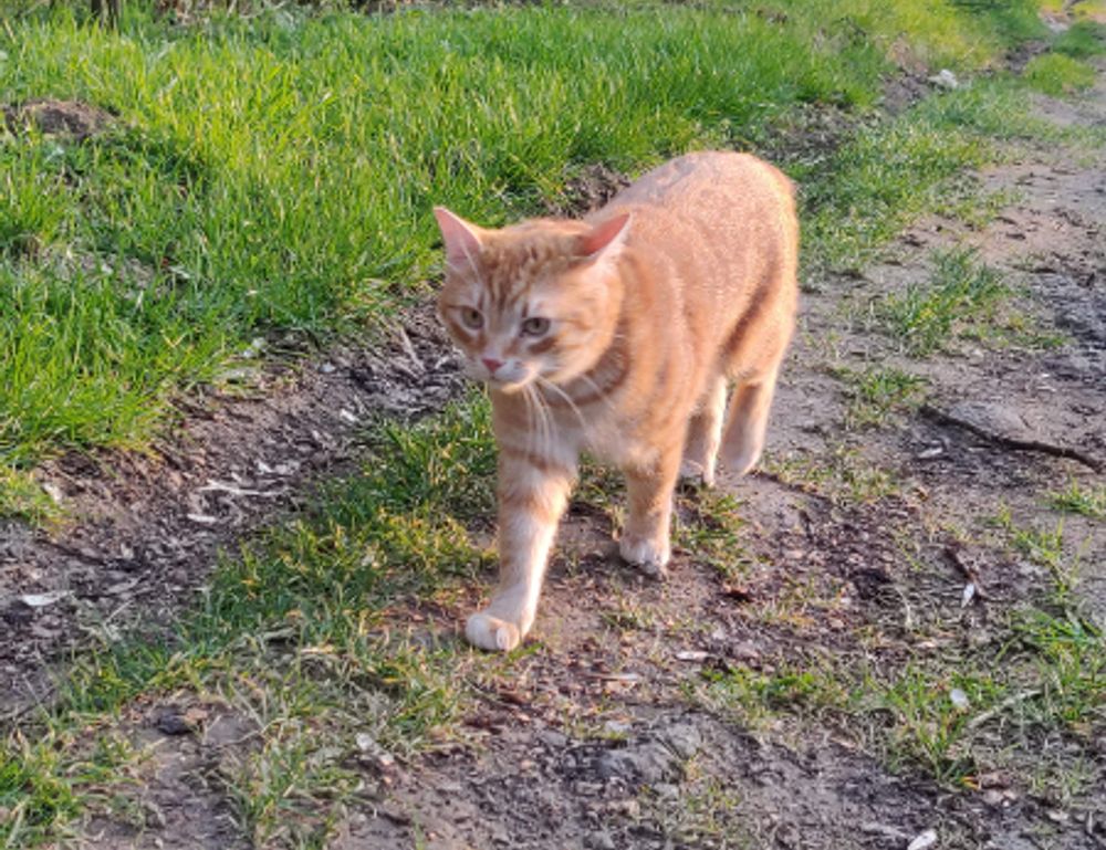 nummazaki pharmaceuticals moss serum dershortpon