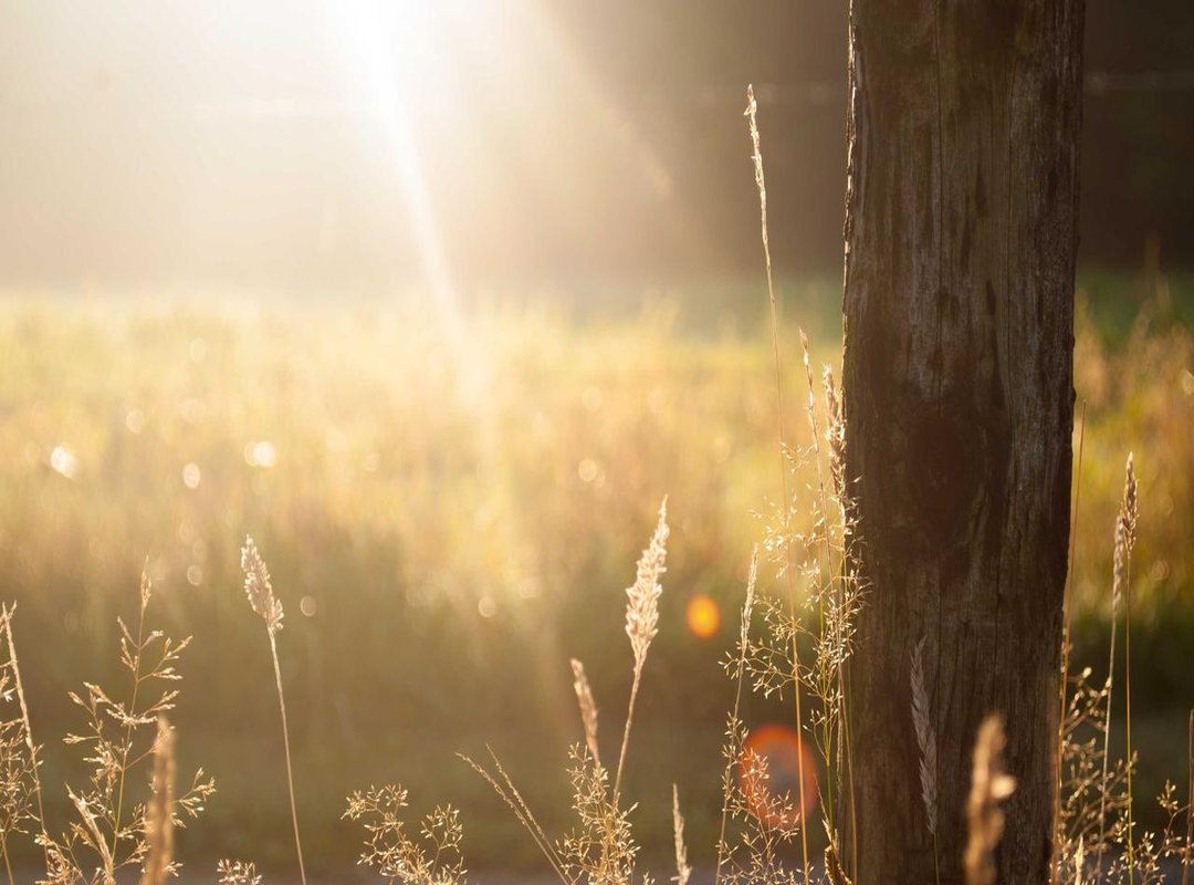 Aari Kytsya's Gender: The Facts