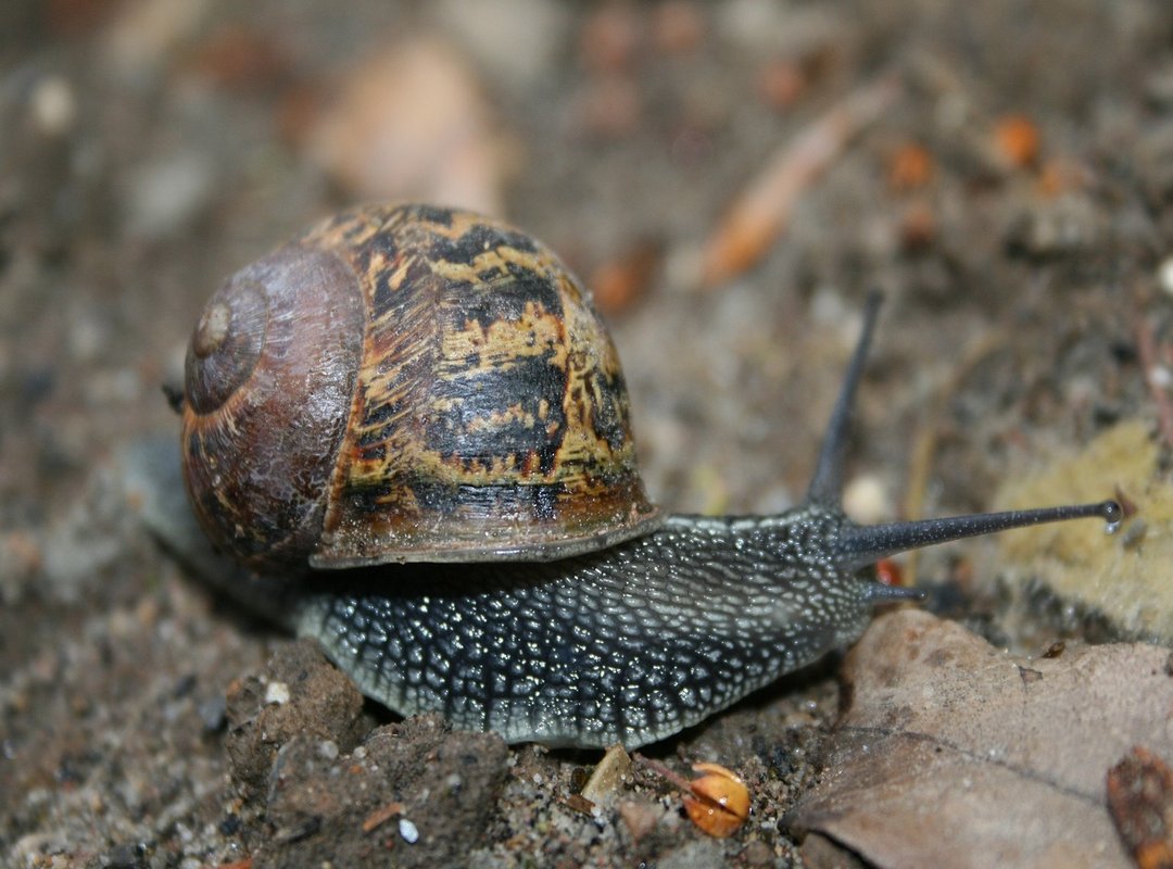 How to Get Started with Kingdom 787 Raw